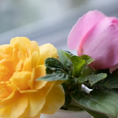 ゲストハウス Half Door House Only *