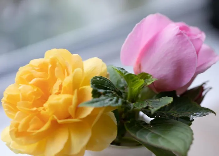 Πανσιόν Half Door House Only *